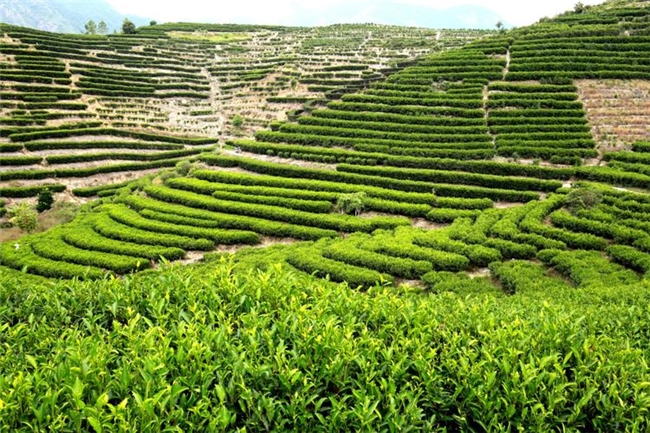 凤凰单丛口粮茶多少钱一斤？200、500档位能买到什么？新手避坑指南！